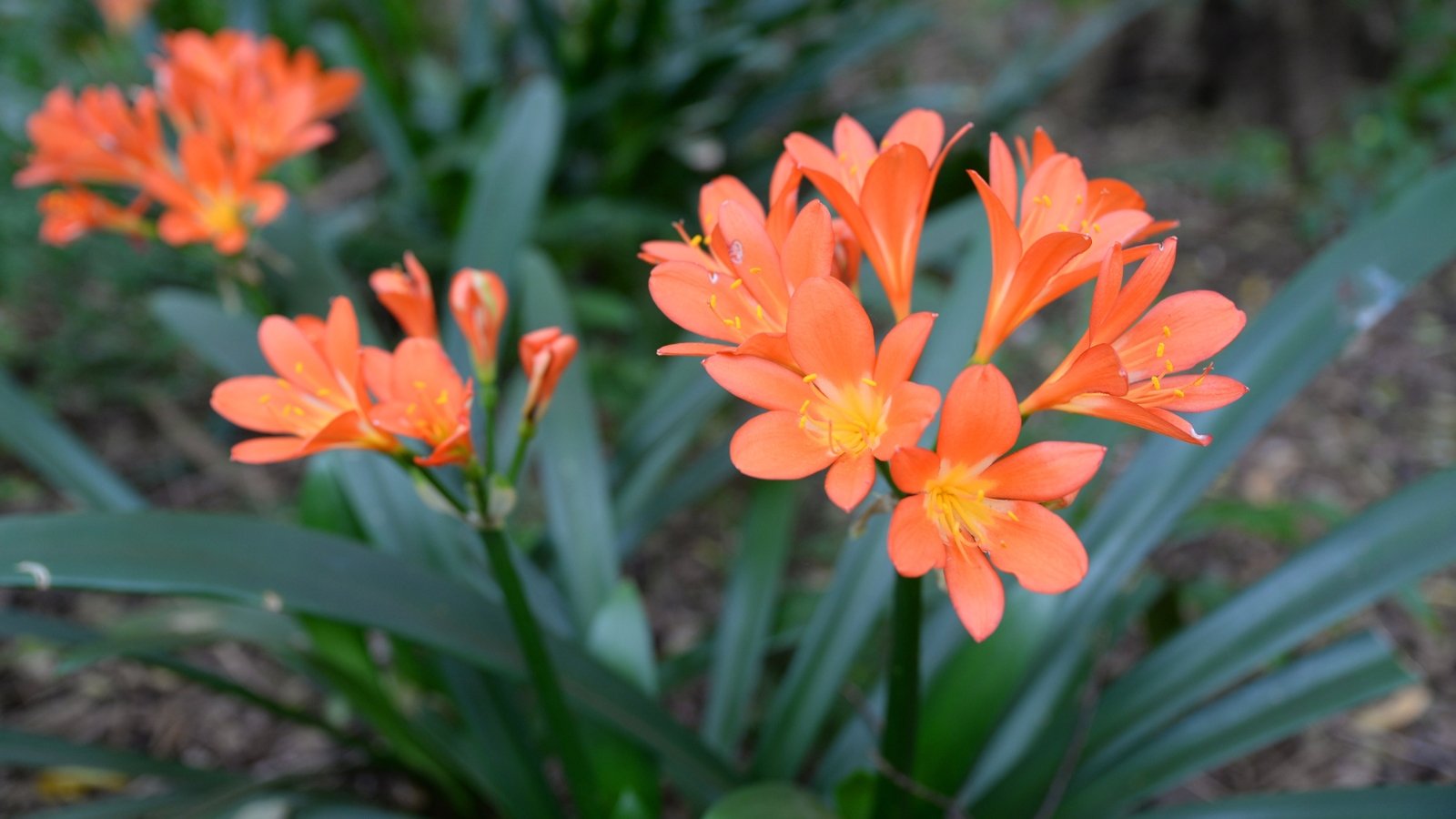 In bloom, Clivia miniata presents a stunning display of vibrant clusters of trumpet-shaped flowers in shades of orange, elegantly complementing its lush, dark green foliage.