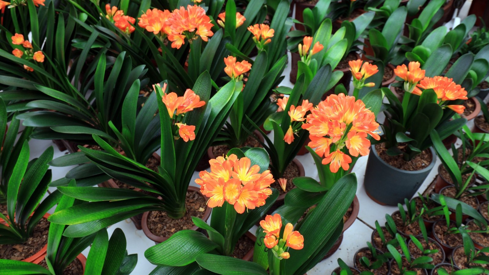 View of many potted Natal lilies in a garden center that display lance-shaped, dark green leaves arranged in a basal rosette, complemented by clusters of trumpet-shaped, orange-red flowers atop tall stems.