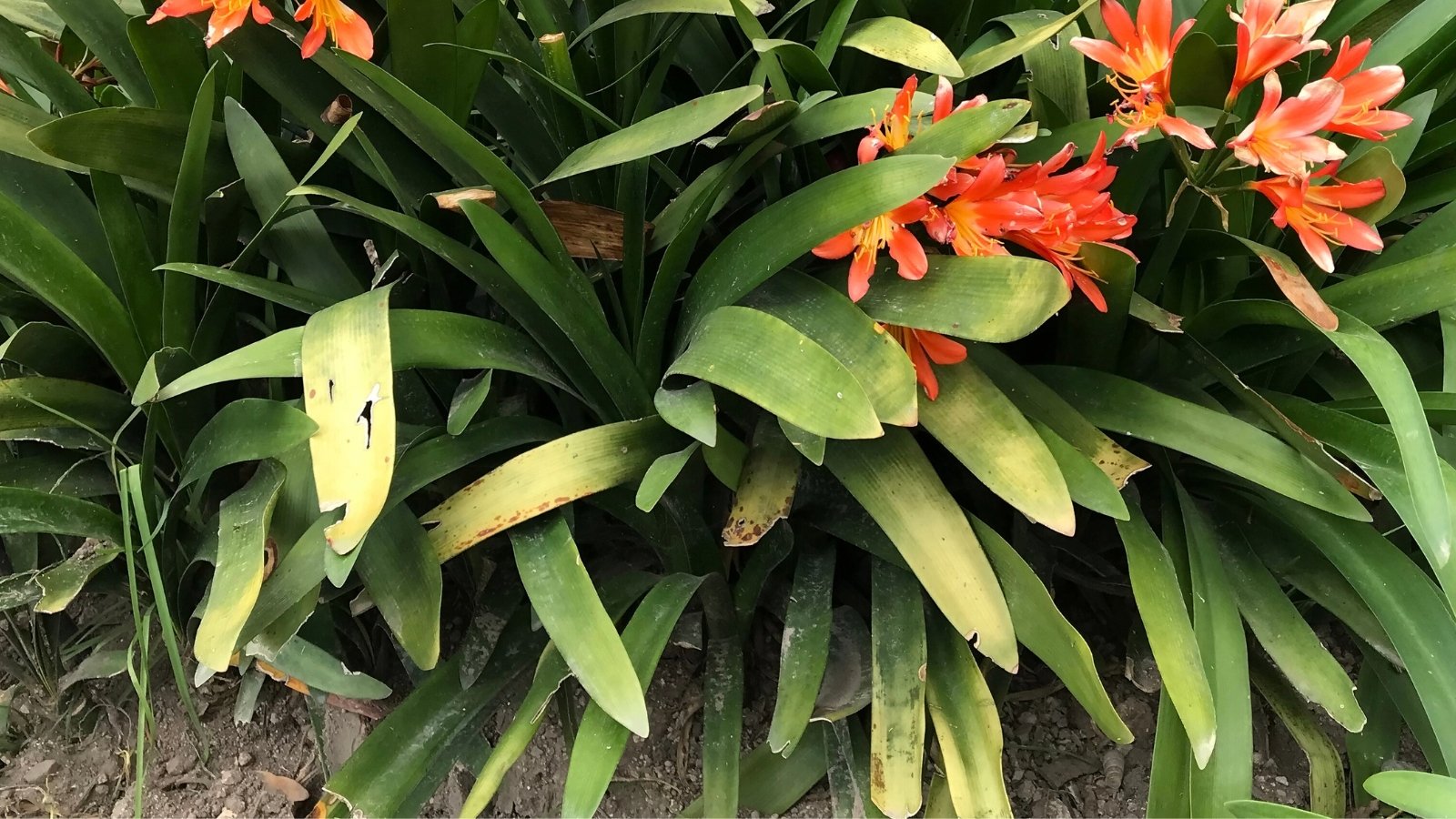 Close-up of Clivia miniata plant with clusters of trumpet-shaped blooms in hues of orange or red set against the backdrop of fading, yellowing foliage.