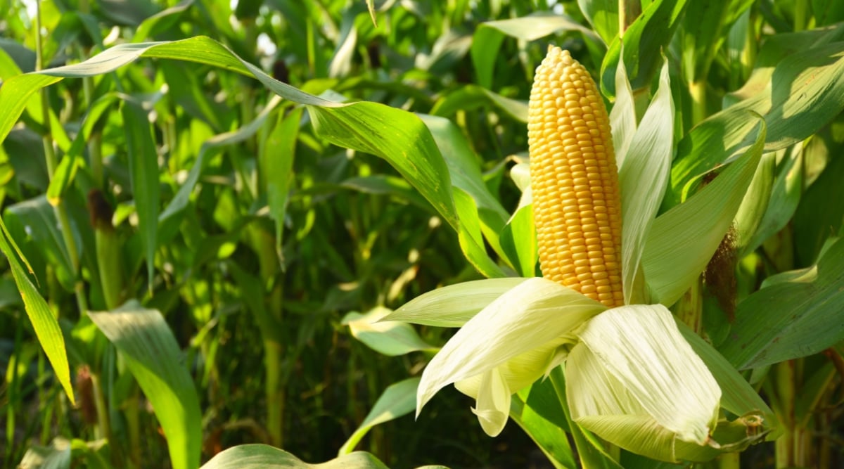 A sun-drenched cornfield unfolds behind a close-up of a golden corncob, its plump kernels peeking from beneath a partially peeled husk. Lush green stalks and fellow cobs blur into the distance, creating a vibrant tapestry of nature's bounty.
