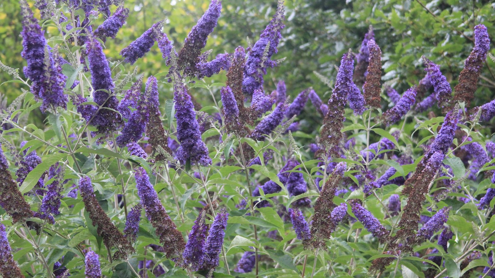 A close-up of a bush adorned with delicate blue lavender flowers, surrounded by lush branches and leaves, with other verdant plants in the background, creating a harmonious natural scene.