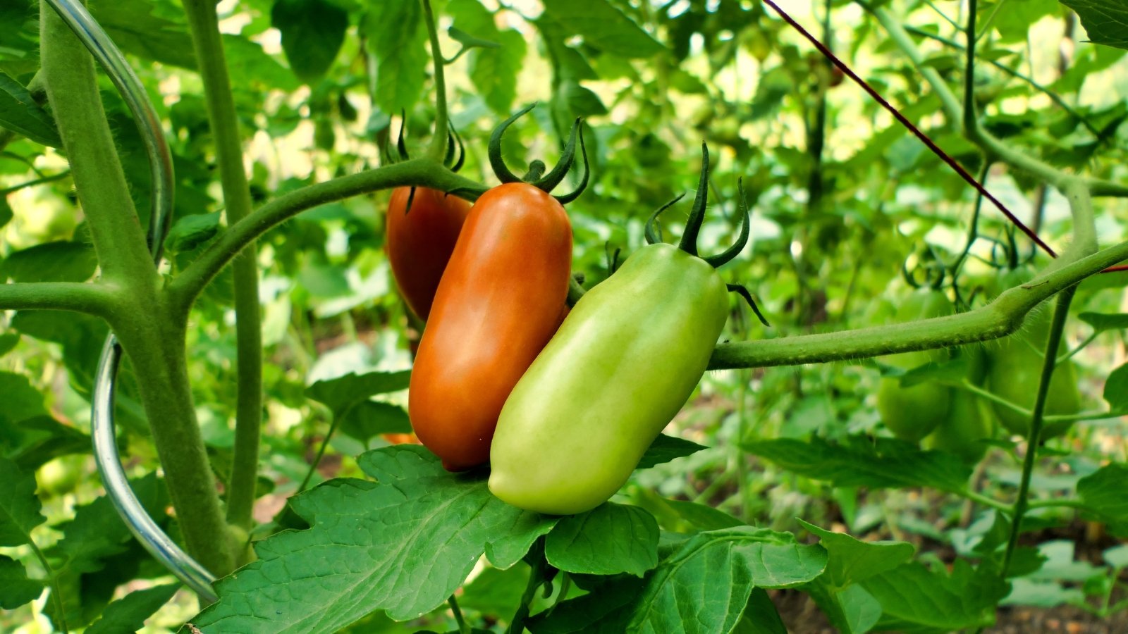 Oblong 'San Marzano' tomatoes, their red and green skin vibrant against lush green leaves.