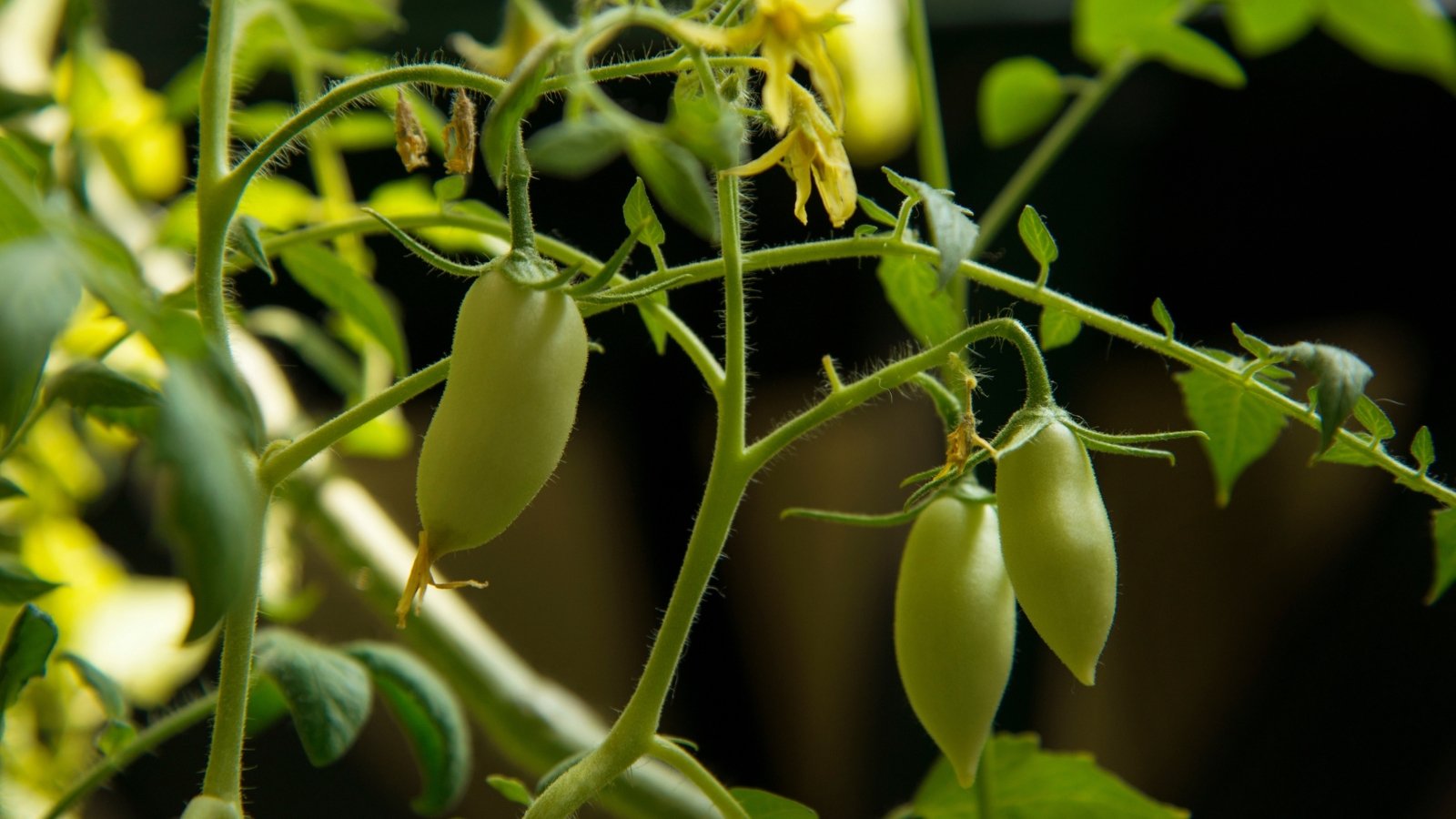 Green 'Cream Sausage' tomatoes dangle elegantly from a vine, showcasing their oblong shape.