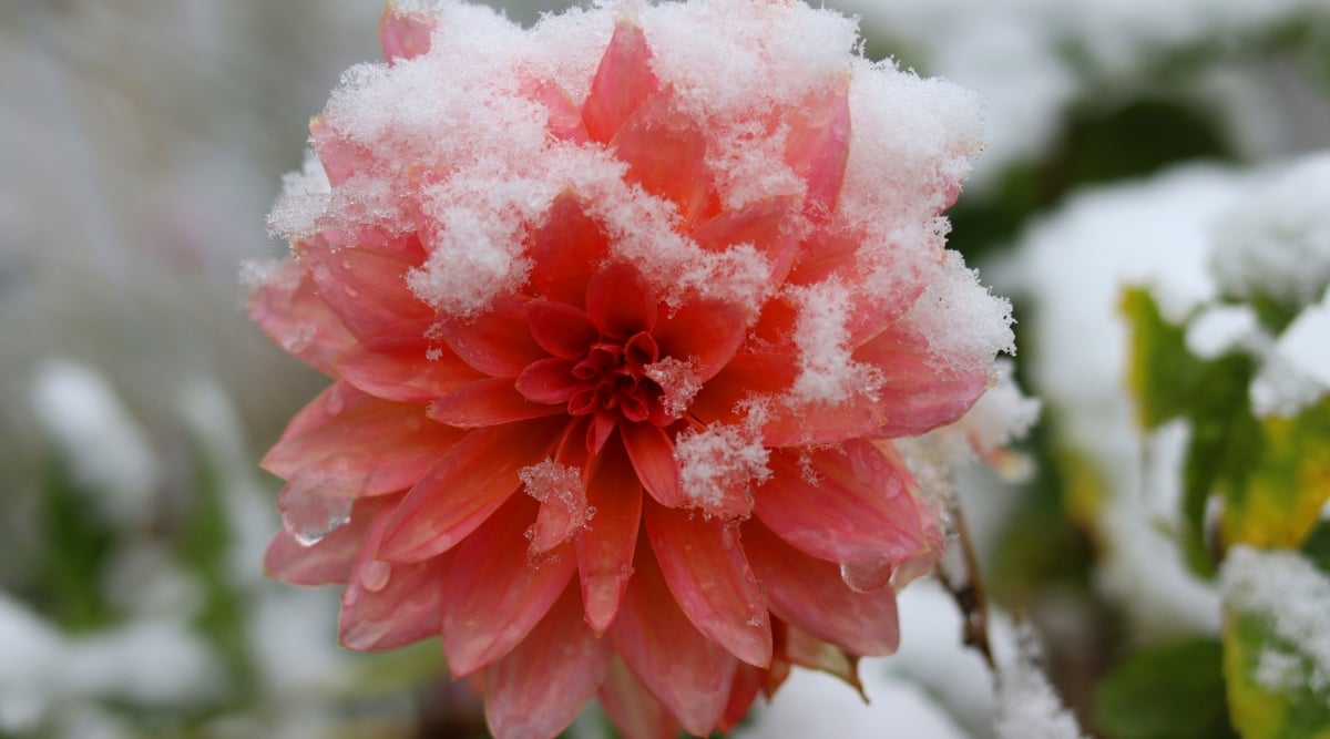 A close-up captures a snow-covered dahlia bloom, its pale red petals adorned with a delicate layer of glistening snowflakes. In the background, the entire plant is blanketed in a pristine layer of snow, creating a serene winter landscape.
