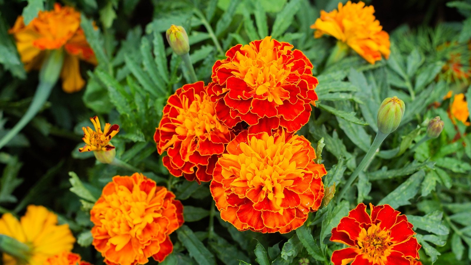 Bright orange marigold flowers sit gracefully atop green leaves, contrasting colors forming a picturesque scene of natural beauty, evoking feelings of warmth and cheerfulness in the observer's heart.