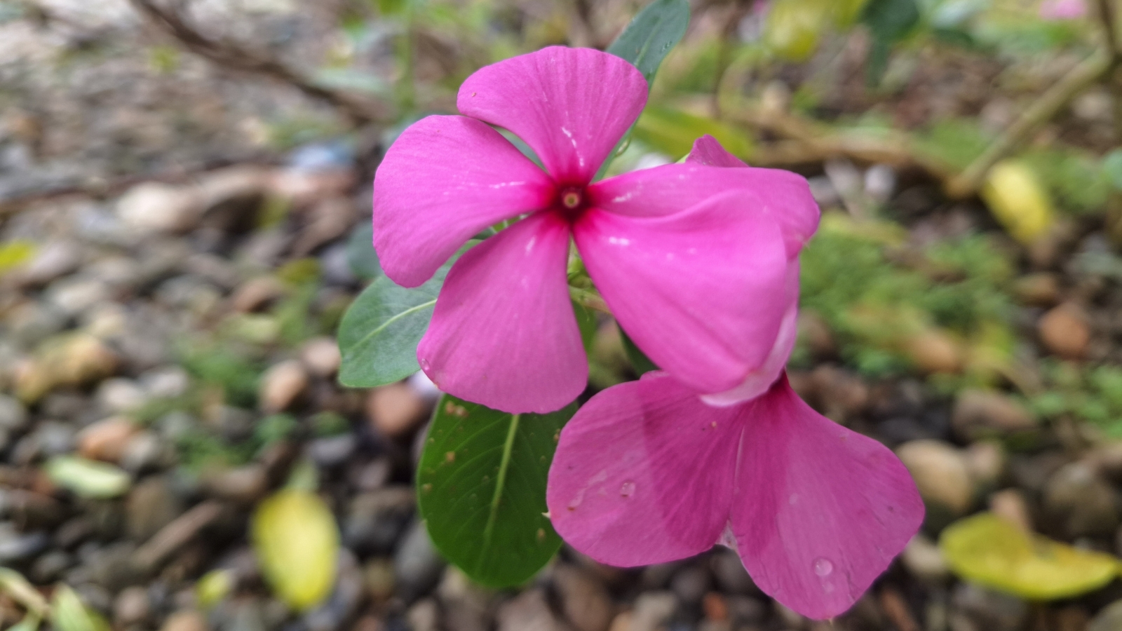 A close-up of purple vinca flowers interwoven with green leaves; in the background, a gentle blur accentuates the natural earthy tones of the ground, creating a serene botanical scene.