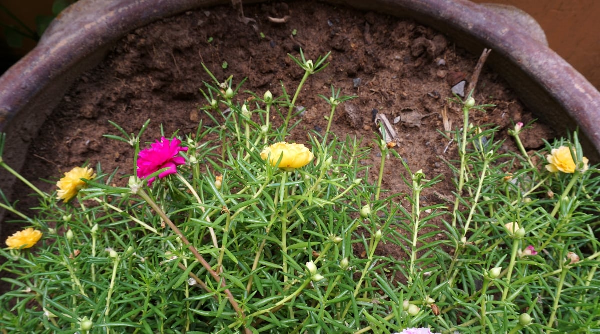 A collection of portulaca plants, each adorned with striking red and yellow blooms, eagerly awaiting transplantation into the soil. A fertile bed of nutrient-rich soil providing the perfect nurturing environment, housed in a spacious and attractive brown pot.