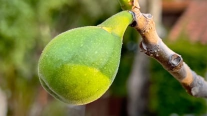 A close-up of an unripe Yellow Long Neck fig, its green hue hinting at imminent ripeness. The blurred backdrop of lush foliage accentuates the fig's solitary beauty, promising a forthcoming burst of sweetness.