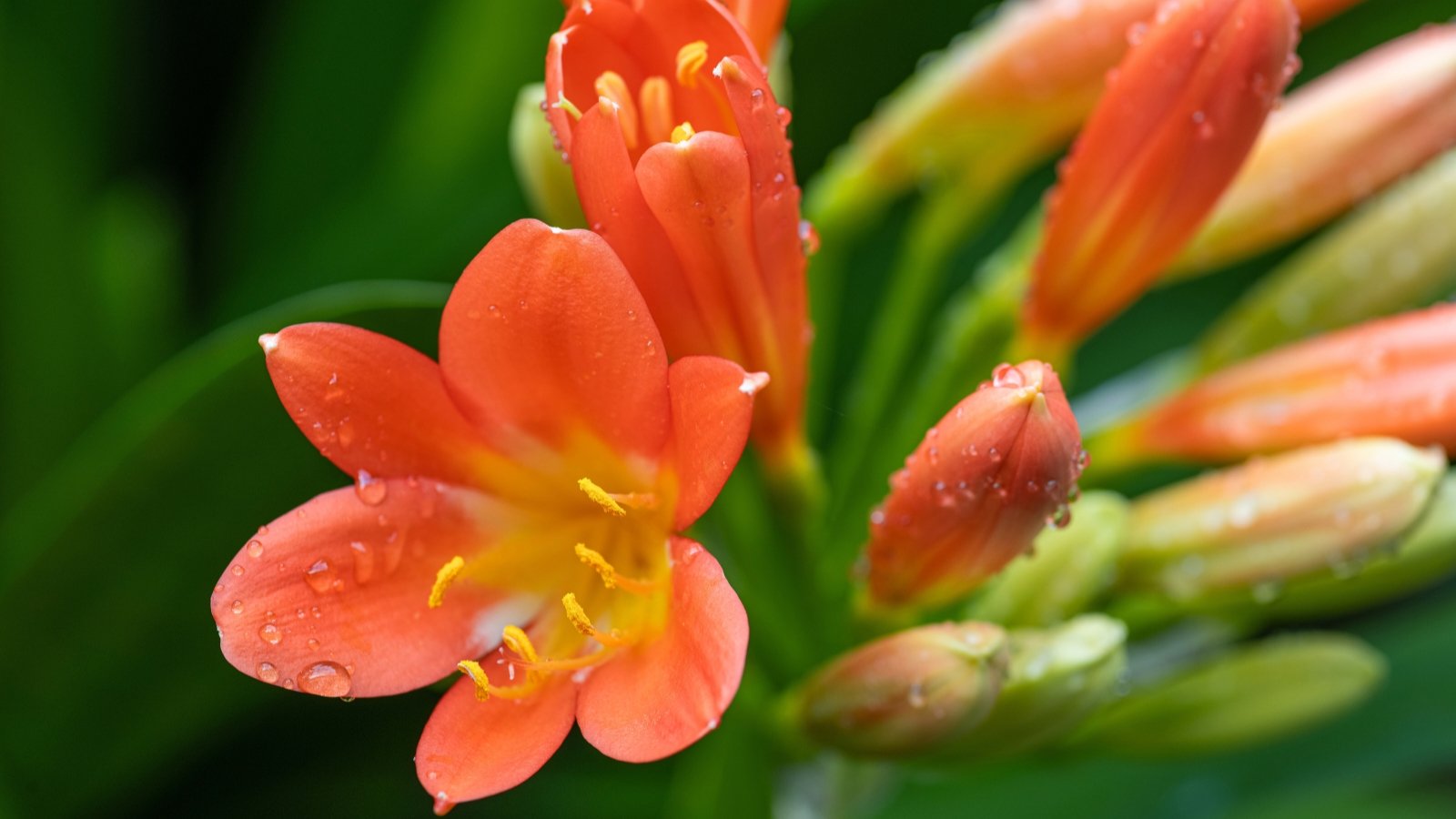 In close-up, Clivia miniata flowers reveal clusters of trumpet-shaped blooms in vibrant hues of orange with yellow throats, each petal delicately curled and arranged in a striking display atop sturdy stalks, adorned with drops of water.