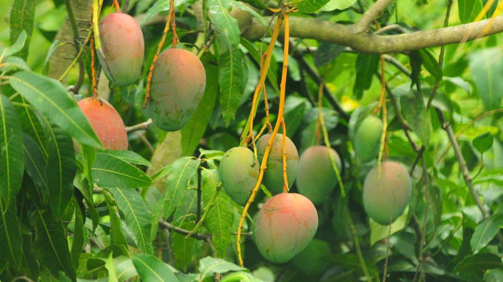 Close-up of mango fruits, with their vibrant green color with a pinkish blush and elongated shape, contrasting beautifully against the glossy, dark green leaves, creating a visually striking display of tropical splendor.