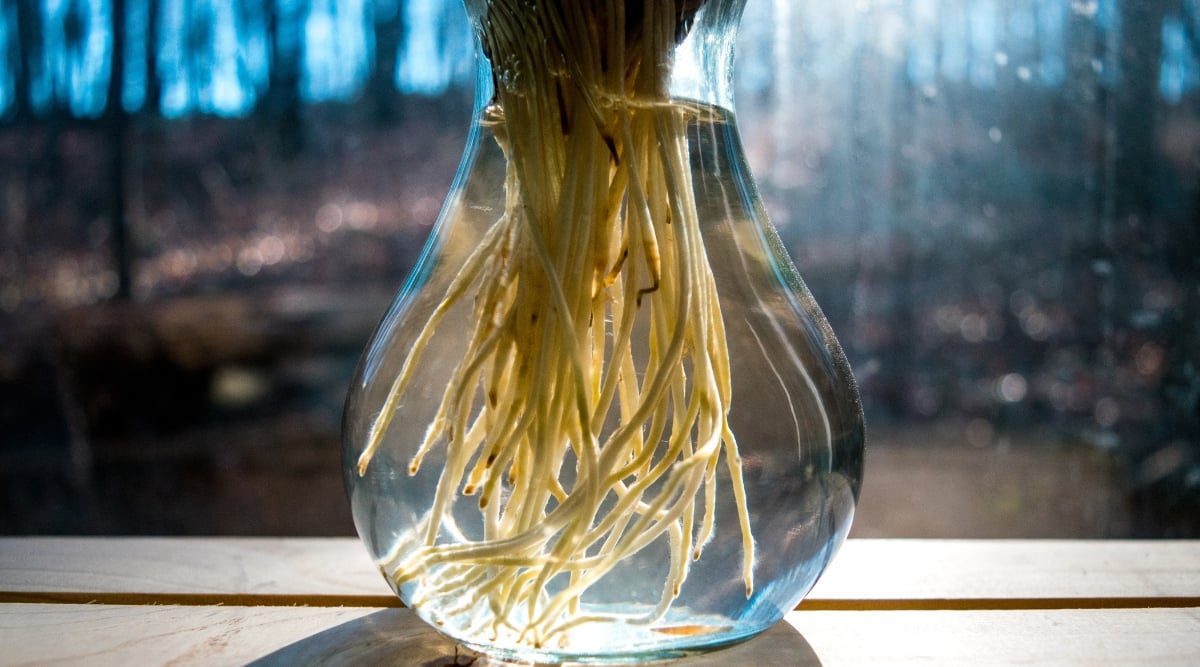 A close-up of a glass vase housing a paperwhite plant, allowing a clear view of the intricate root system through the transparent glass. Sunlight gracefully filters through, casting a warm glow, while the vase rests on a charming wooden surface.
