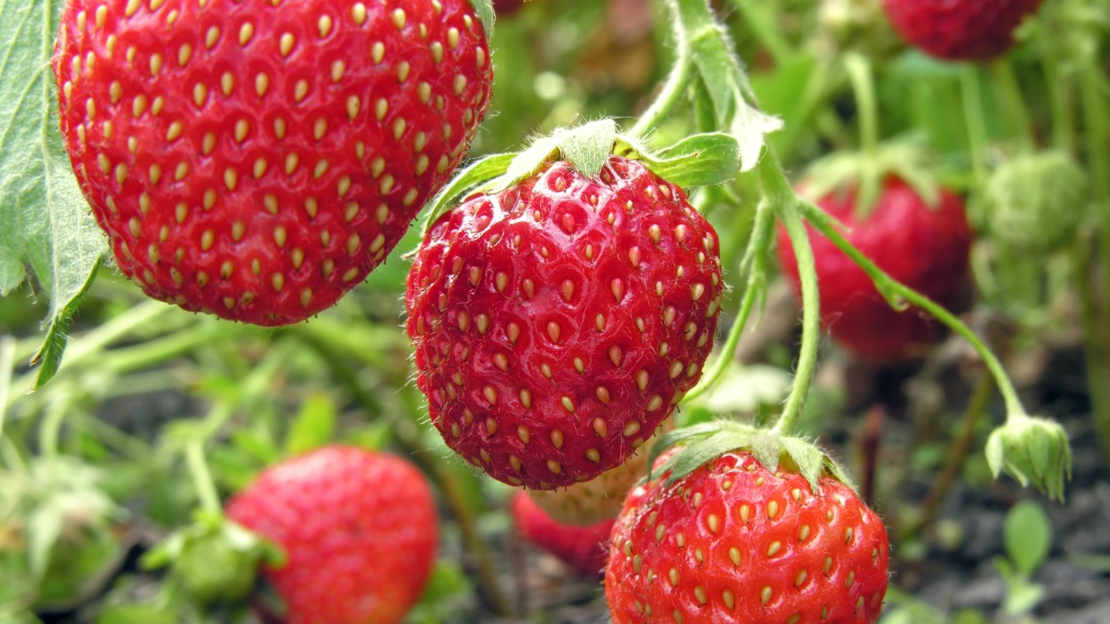 A close-up of ripe, red strawberries with visible seeds, hanging from branches, highlighting their vibrant color and texture.