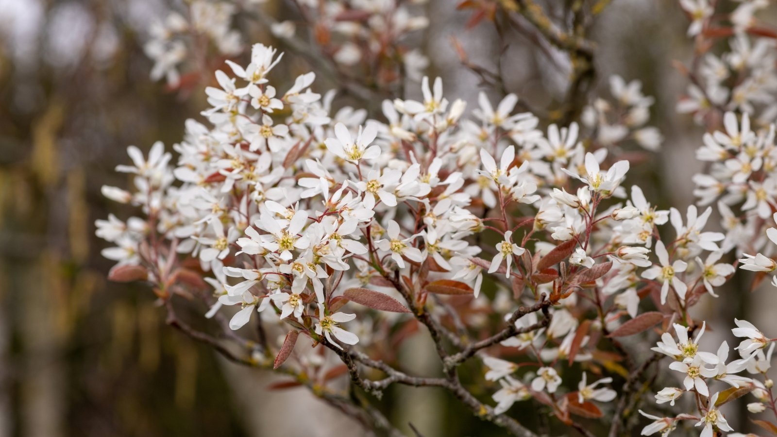 A close-up of Allegheny serviceberry shrub, showcasing delicate white flowers against brown foliage, inviting a closer look at nature's intricate beauty and the intricate design of its blossoms.