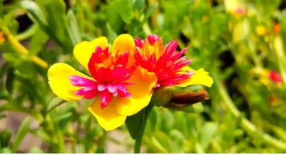 A close-up of two vibrant portulacas blooming gracefully. The delicate pink inner petals exude a captivating charm, while the outer petals boast a sunny yellow hue, creating a stunning floral contrast. The blurred background reveals lush green leaves and stems.