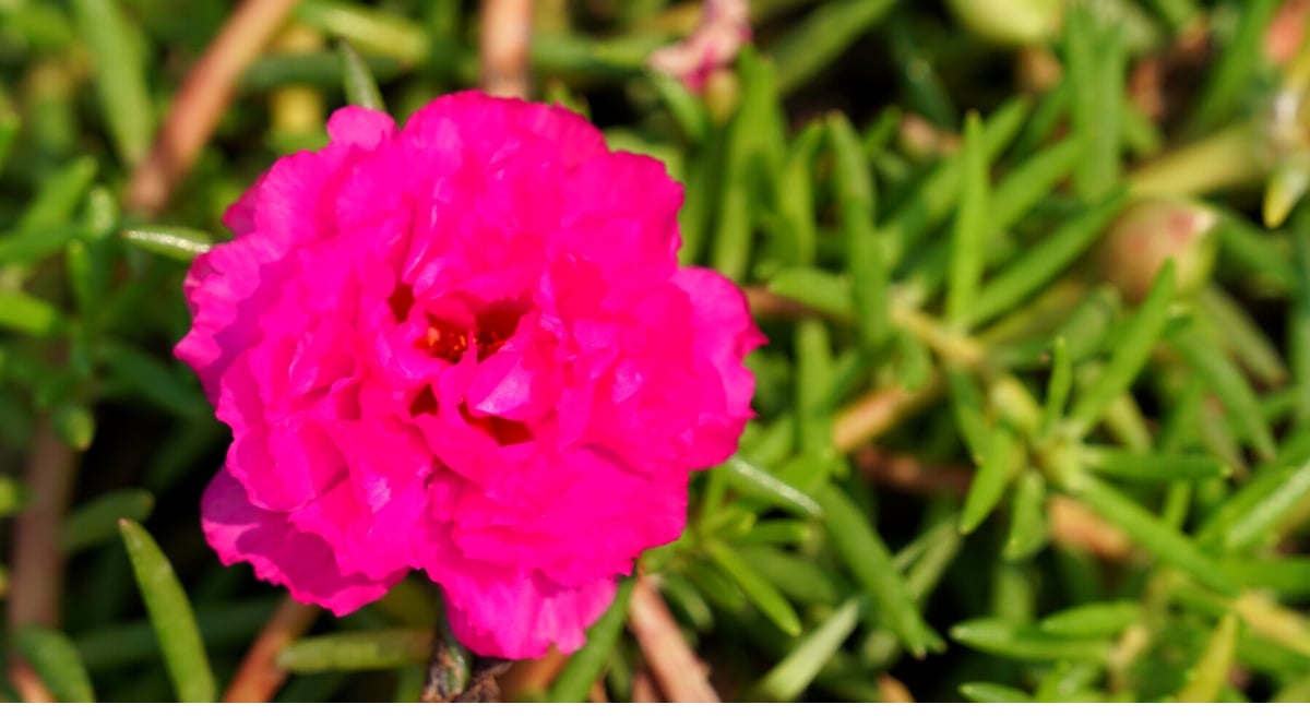 A stunning pink portulaca blooms gracefully, showcasing its delicate ruffled and layered petals. In the backdrop, the green leaves of the rose plant provide a vibrant contrast, offering a lush and refreshing touch to the overall composition.