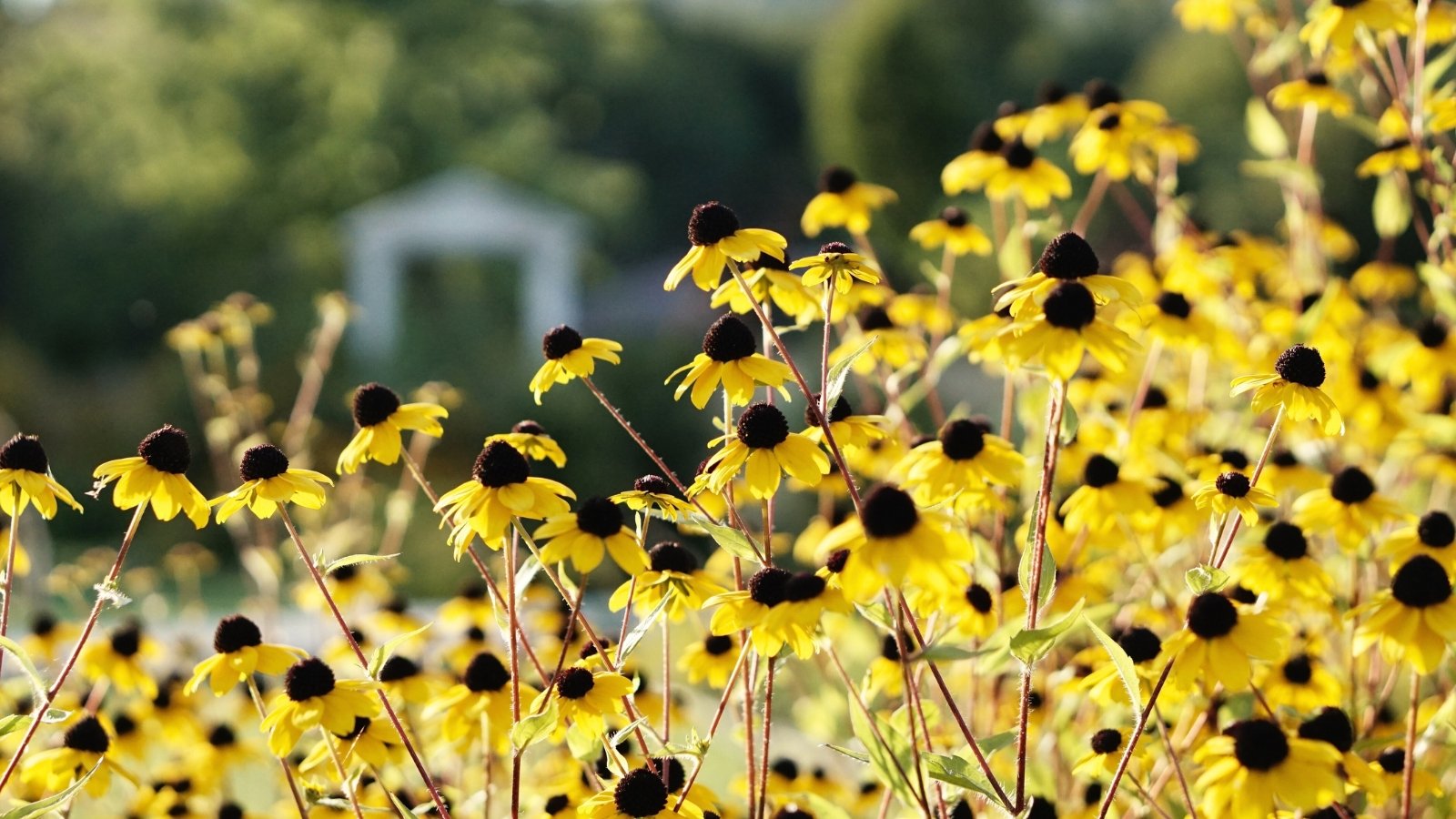 Close-up shot of Brown Eyed Susan flowers with many thin branched stems bearing small daisy-like flowers with yellow petals and brown conical centers.