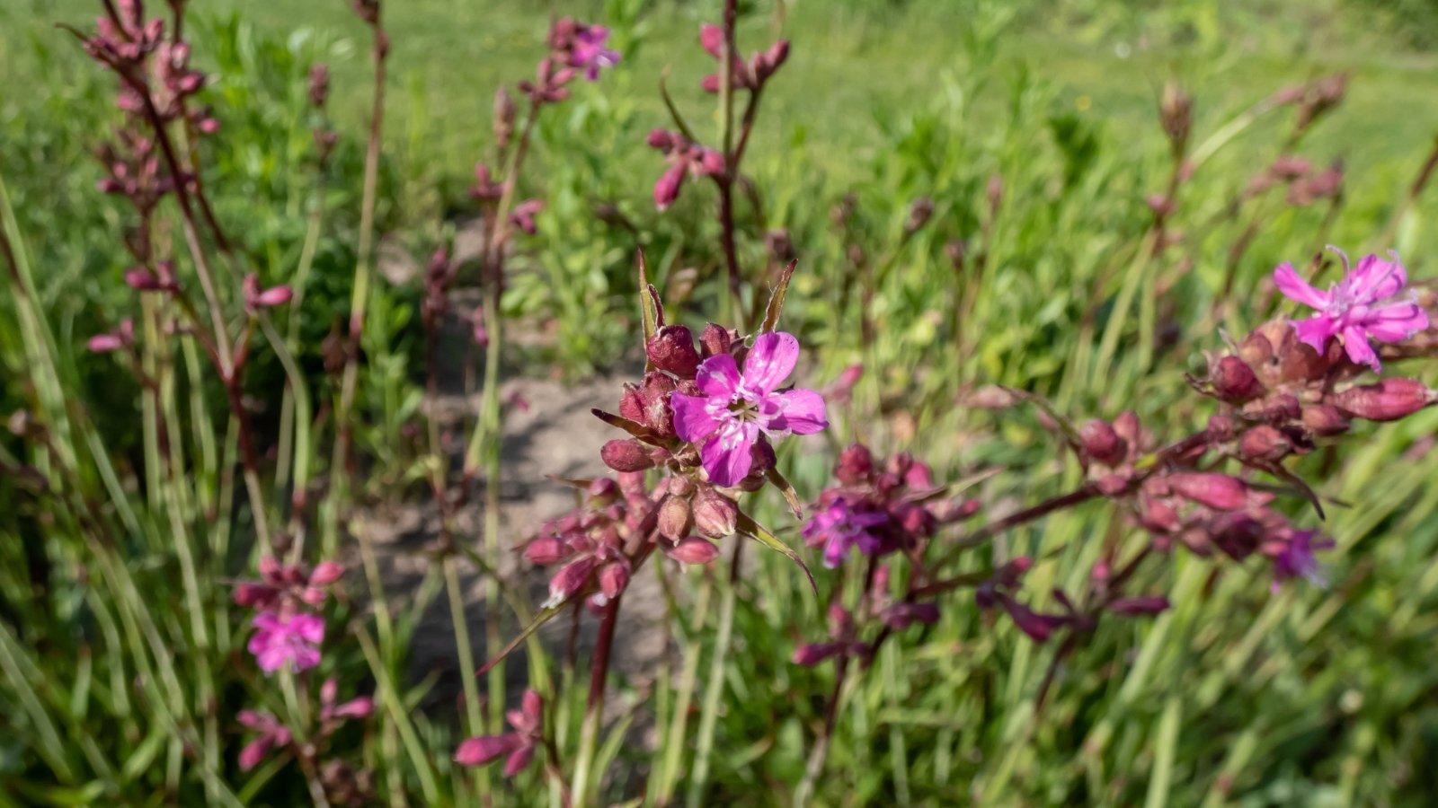 A plant displaying purple flowers and buds, contrasting beautifully against its lush green stems, creating a picturesque scene of nature's elegance and botanical charm.