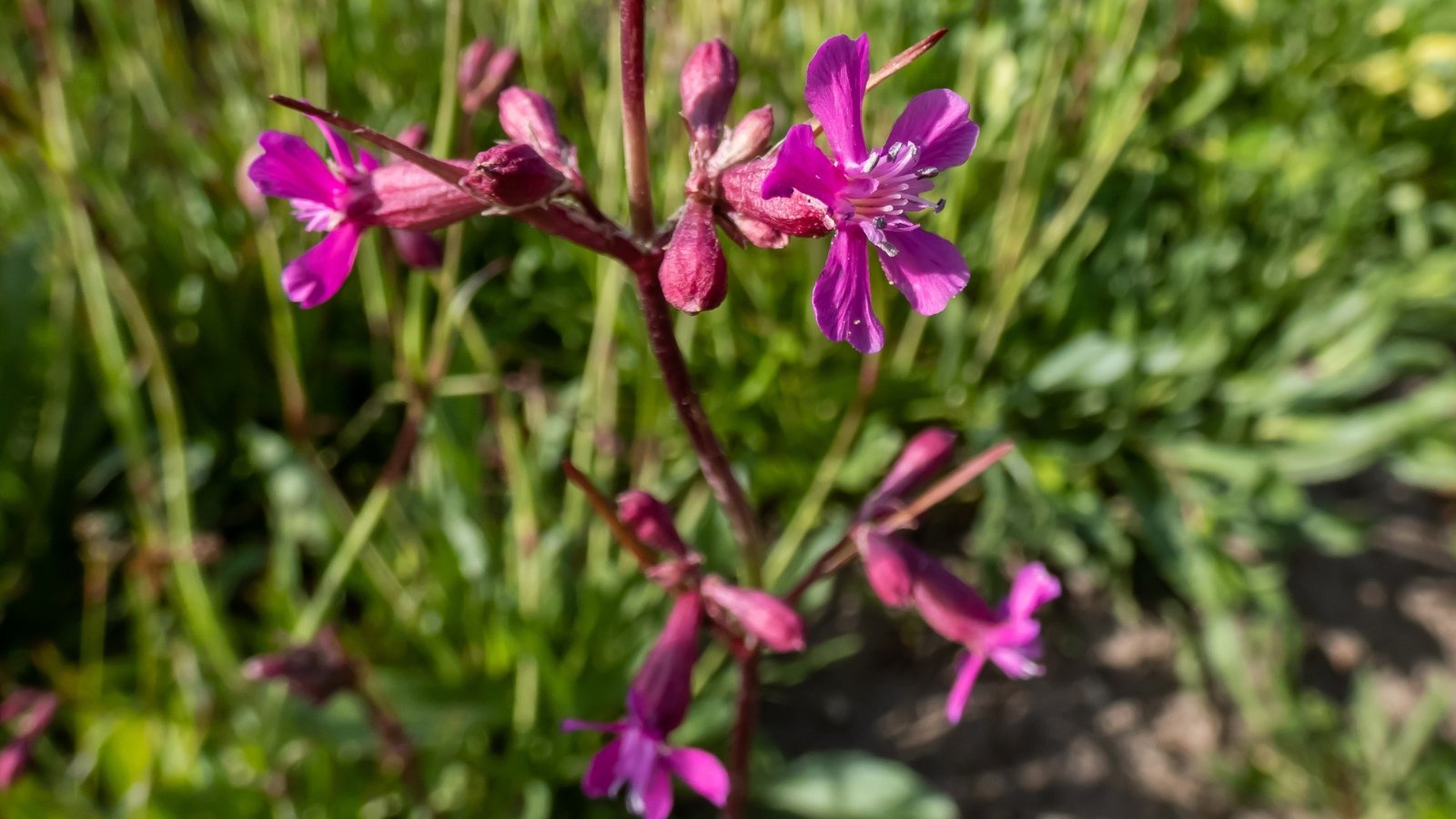 Vibrant flowers gleam under the sun's rays, their petals illuminated in a sunlit meadow, with tall grasses providing a blurred backdrop, all soaking up the warm sunlight.