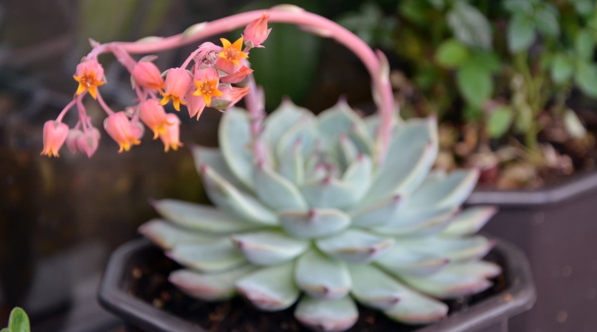 A close-up of Echeveria ‘Blue Prince’. The potted plant exhibits fleshy, pointed leaves in a compact rosette, showcasing shades of silvery-blue. Crowning the center are charming pink, star-shaped flowers. Positioned adjacent to diverse potted plants, it adds to the lively arrangement.
