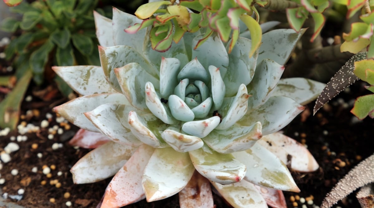 A close-up of Echeveria ‘Blue Bird’ plant. The leaves of Echeveria ‘Blue Bird’ form a rosette, displaying a powdery blue-green hue, with delicate ridges along their pink edges. Planted in brown soil, it resides amidst a variety of other vibrant succulents.
