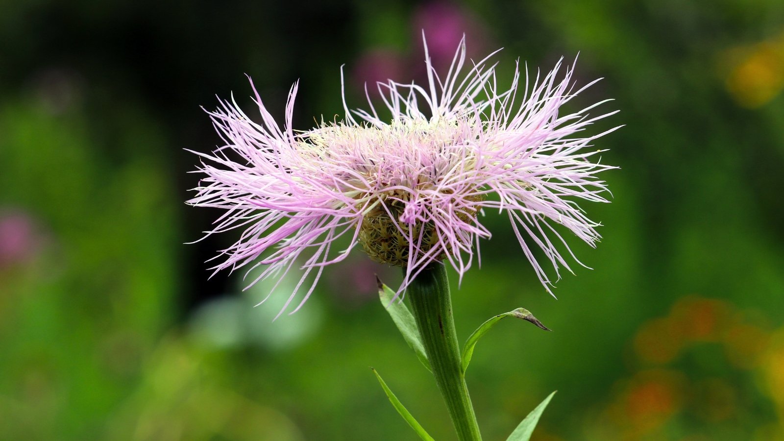 Close-up of an American basket flower against a blurred green background, characterized by a tall stem crowned with an intricate lavender-pink flower head, resembling a finely woven basket.