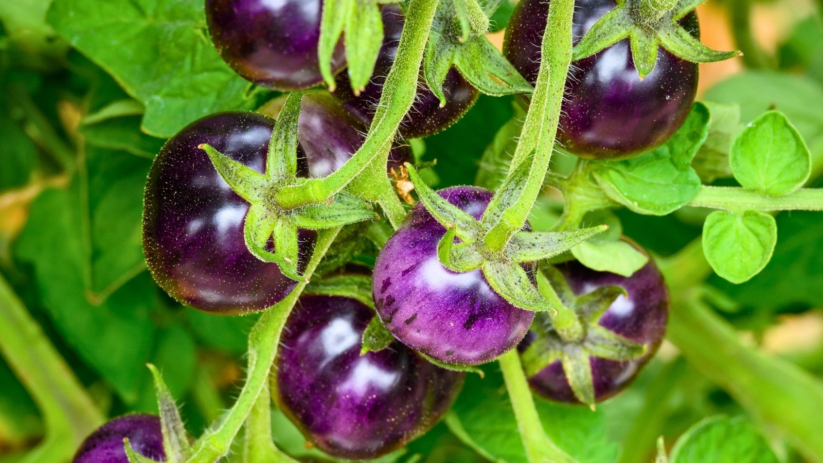 A close-up of a Black Strawberry tomato vine, showcasing vibrant deep purple fruits and green leaves, illustrating the rich hues and lush foliage of this unique plant.