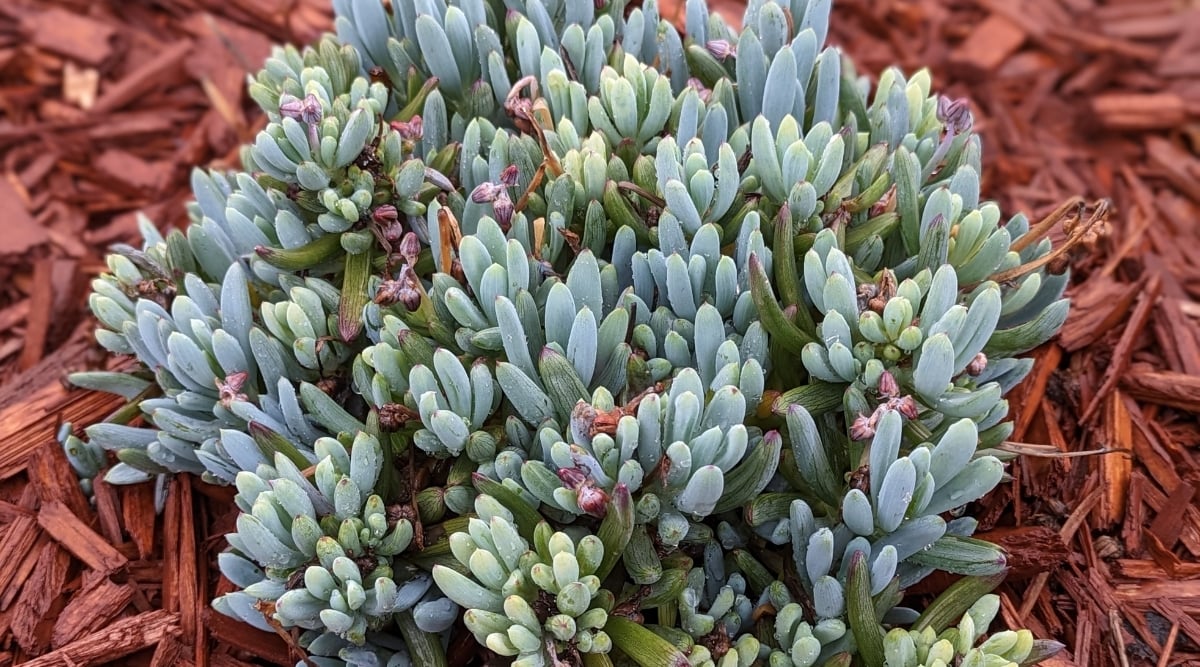 A close-up exhibits the unique foliage of the Blue Chalksticks plant, showcasing its slender, cylindrical leaves. Their vibrant blue-green hue contrasts beautifully with the earthy embrace of brown wood mulch encircling their base. The plant thrives in this nurturing environment, standing out amidst the natural tones.