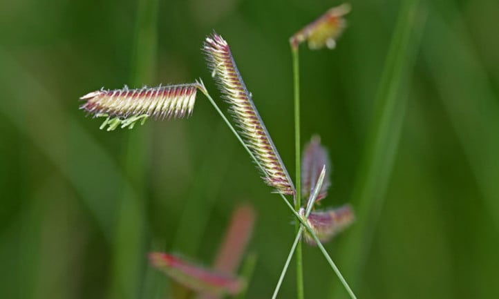 Closeup of blue grama grass flowers