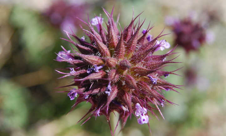 Closeup of chia flower