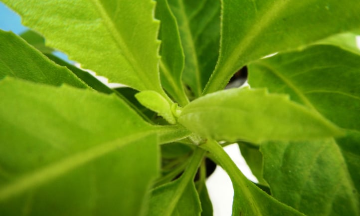 Closeup of longevity spinach