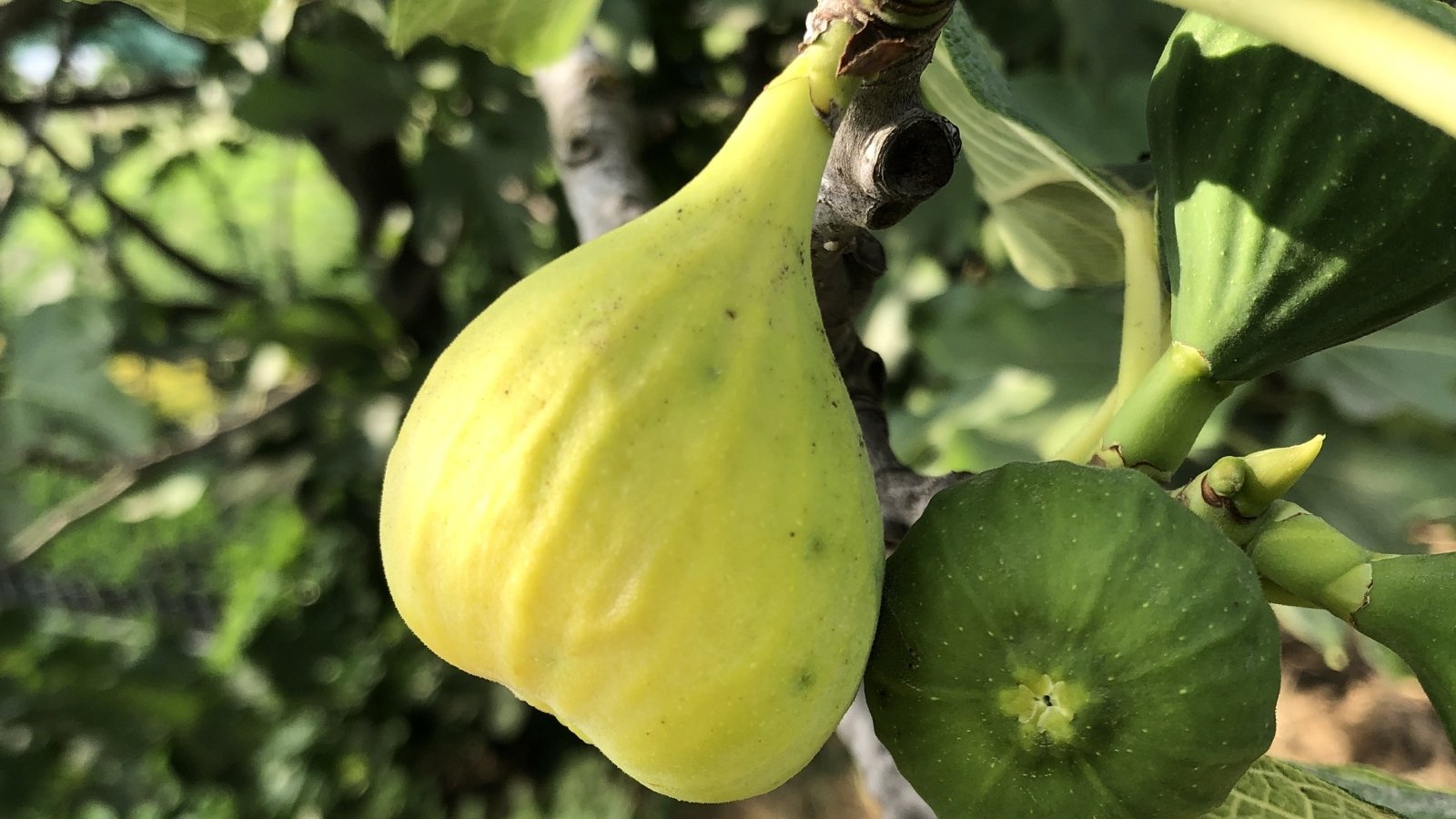 A close-up of unripe Yellow Long Neck figs hanging from a branch. The figs display a vibrant green hue, indicating their early stage of growth. In the blurred background, lush green leaves suggest a flourishing fig tree environment.