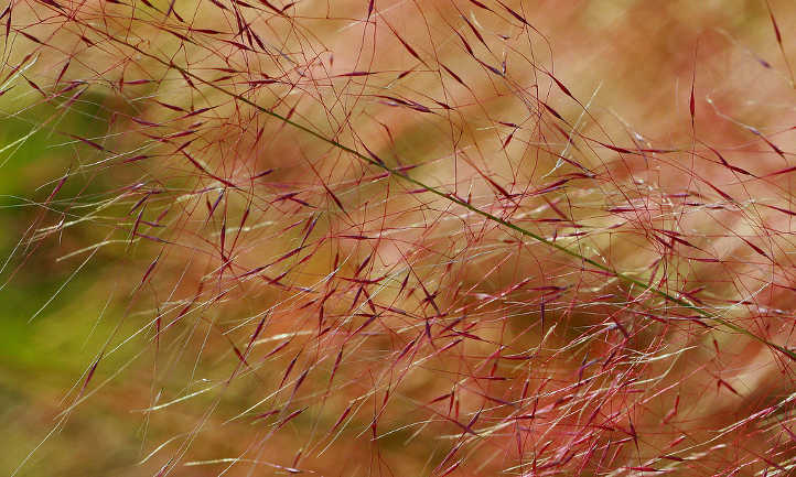 Closeup of pink muhly flowers