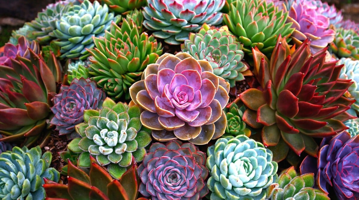 This close-up features a cluster of succulents in various shades of pink, green, and blue-green. The rosettes tightly overlap, creating a textured and visually interesting composition. Some of the succulents have smooth, powdery leaves, while others have rough, grainy leaves.