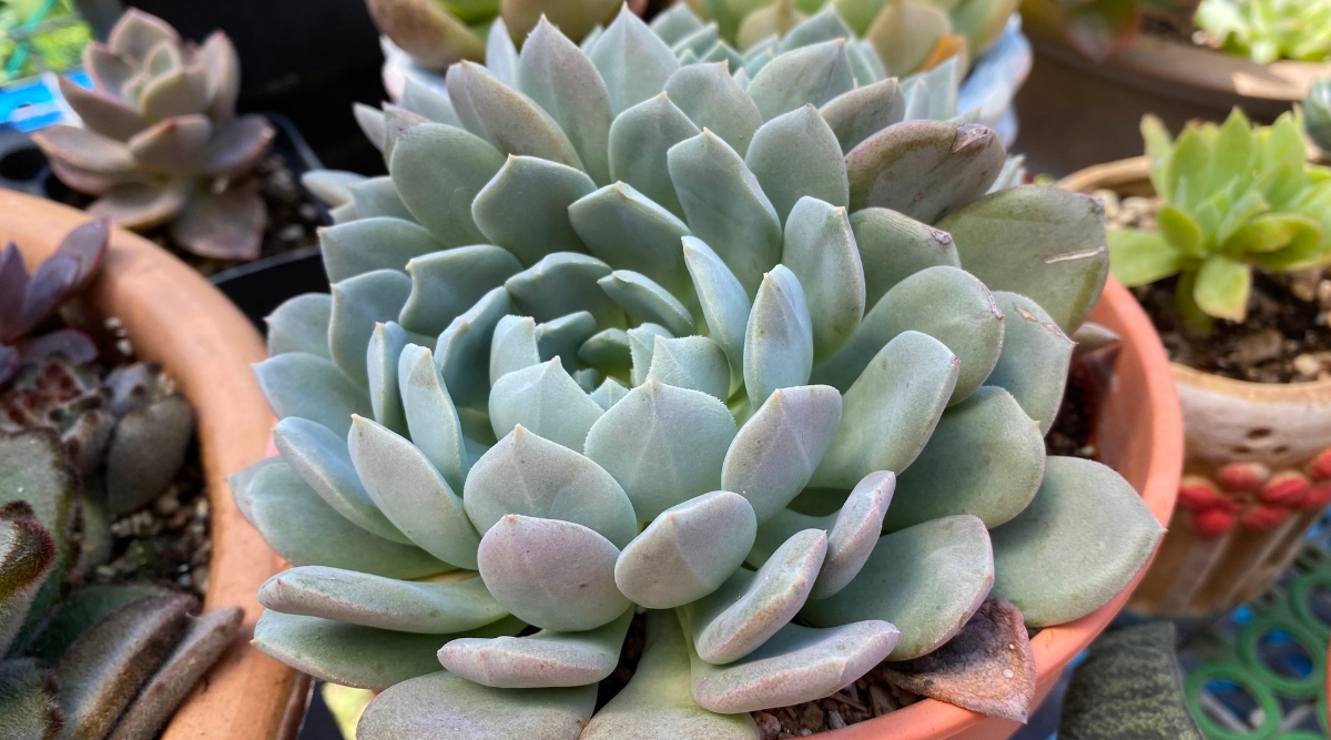 A close-up of Echeveria ‘Orion’ reveals its plump, pale green leaves arranged in a tight, symmetrical rosette. The leaves display a gentle gradient from a silvery hue at the center to a soft green at the tips. Adjacent potted succulents complement the ‘Orion,’ enhancing the visual allure of the arrangement.
