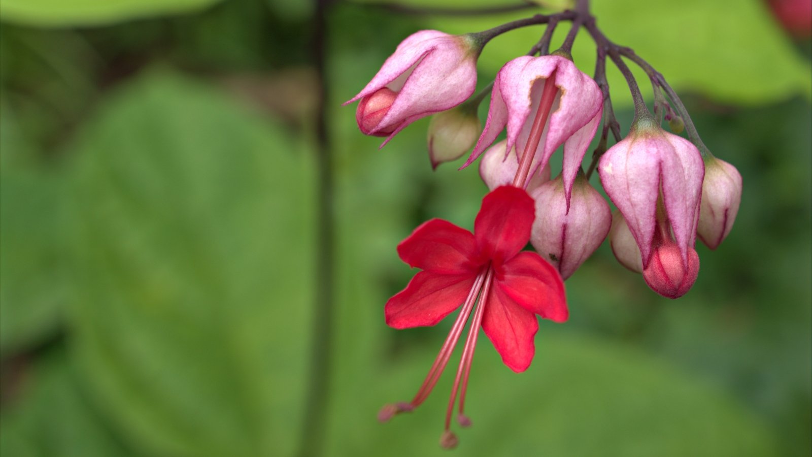 A close-up of a vibrant pink  flower, accompanied by delicate purple buds, amidst a backdrop of softly blurred green leaves, capturing the essence of spring's tender beauty.