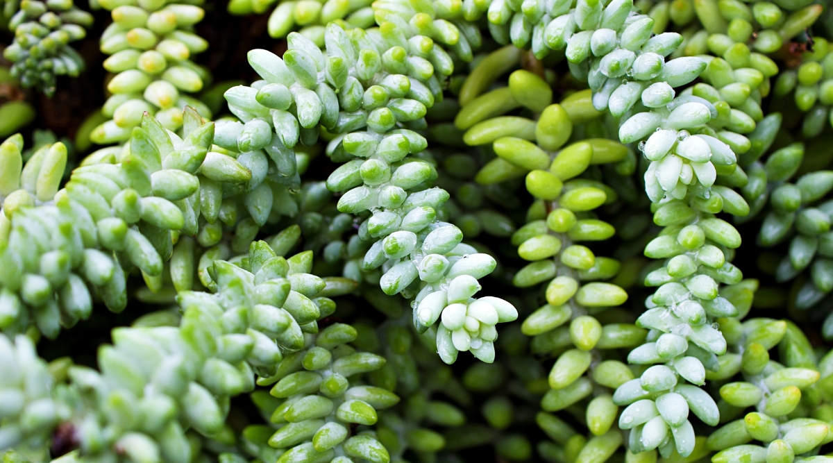 A close-up of Sedeveria ‘Blue Burrito’ displays its captivating foliage. The leaves exhibit a striking combination of blue-green tones, forming plump, cylindrical shapes. The plant's vibrant hues shine, drawing attention to its unique and captivating appearance.
