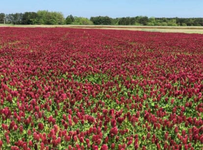 Clover cover crop