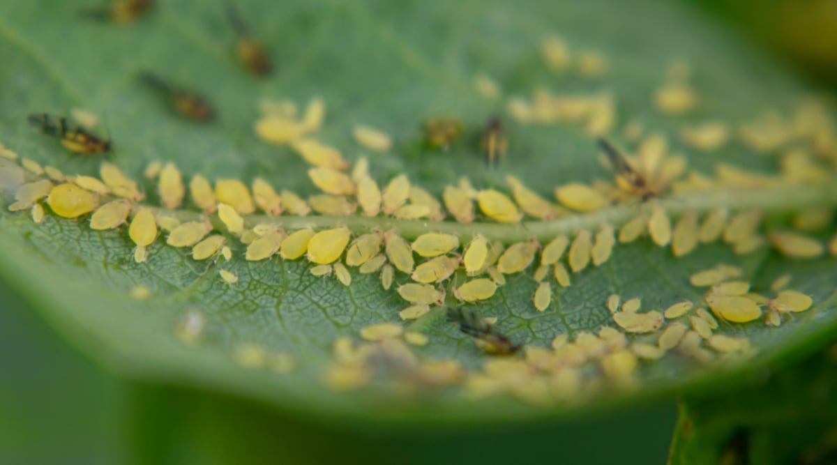 A cluster of small, yellow aphids with delicate translucent wings, feeding on the sap of a vibrant green leaf. These tiny insects form a bustling infestation, primarily congregating on the undersides of the leaf.