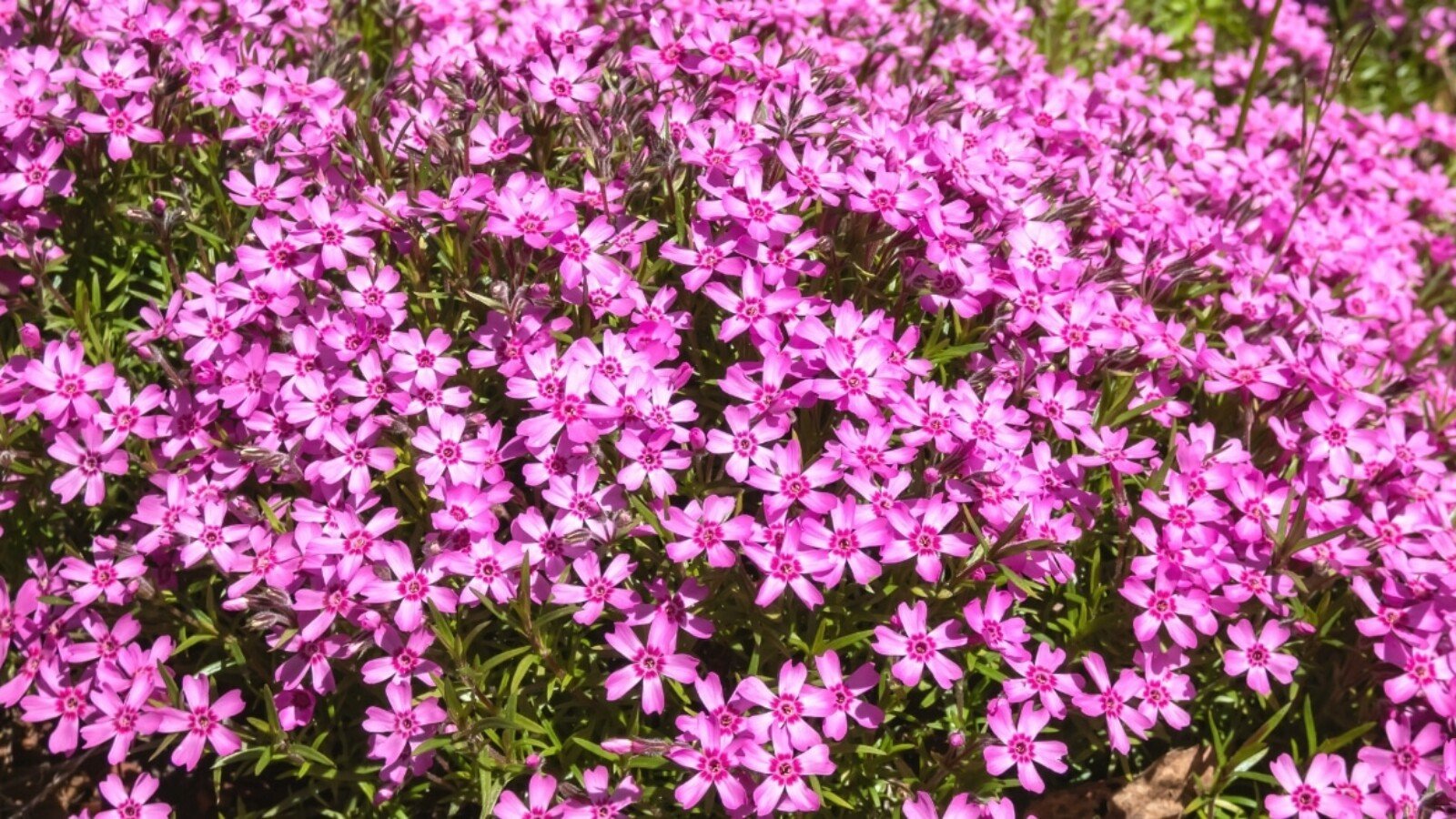 cold hardy ground cover