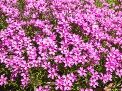 cold hardy ground cover