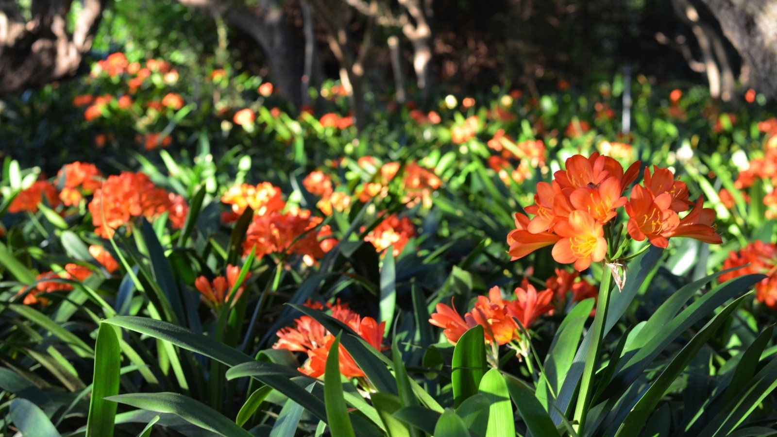 Natal lilies display lance-shaped, dark green leaves arranged in a basal rosette, and produce clusters of trumpet-shaped, orange-red flowers atop tall, sturdy stems, adding a splash of color to the garden landscape.