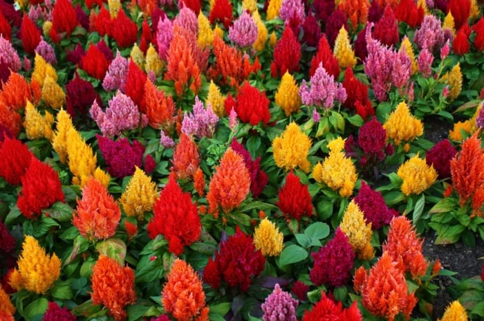 A carpet of celosia flowers blankets the ground, showcasing a stunning array of colors. From fiery reds and sunny yellows to rich oranges and deep purples, the foliage dances with vivid hues, creating a captivating floral tapestry.