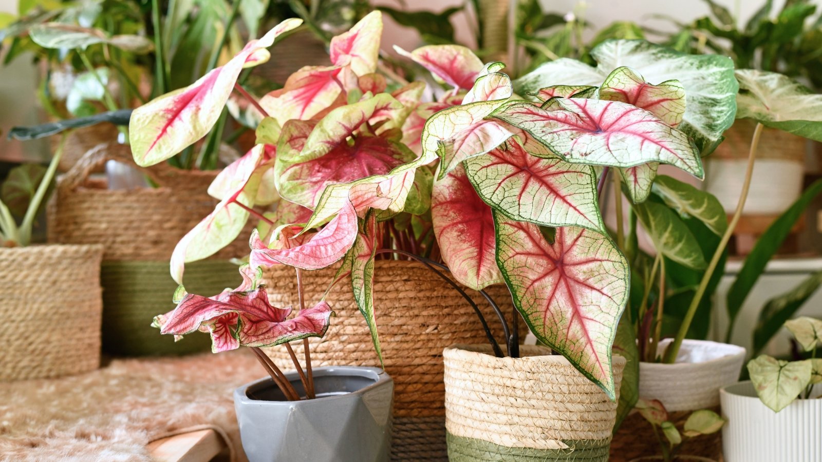 Lush indoor potted caladiums showcasing variegated leaves in shades of green, pink, and white, adding a burst of tropical elegance to any room's decor, thriving in low-light conditions.