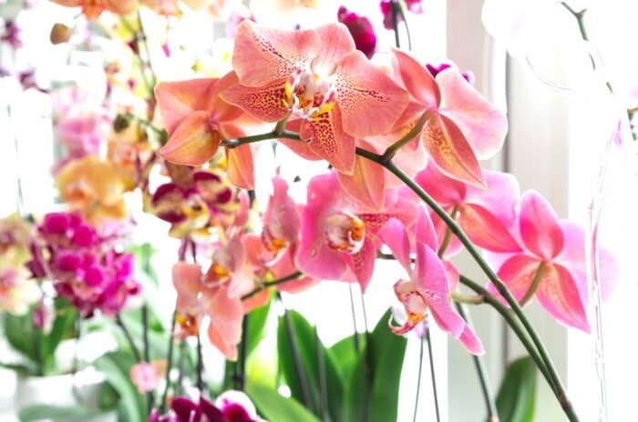 Sunlit windowsill hosts various orchids: pink, purple, and yellow blooms adorn their branches. Delicate petals unfurl, showcasing vibrant hues. Lush green leaves complement the colorful blossoms, basking in the gentle sunlight filtering through the window.