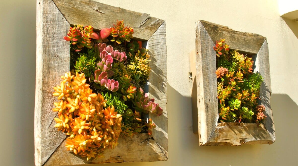 Two rustic wooden frames, showcasing an array of succulents in various shapes and colors, create a stunning botanical display suspended on the wall. Bathed in the warm glow of sunlight, the succulents thrive in their hanging frames.