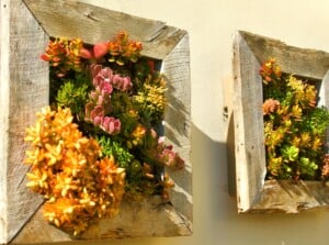 Two rustic wooden frames, showcasing an array of succulents in various shapes and colors, create a stunning botanical display suspended on the wall. Bathed in the warm glow of sunlight, the succulents thrive in their hanging frames.