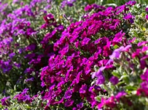 A dazzling cascade of delicate purple and pink aubretia flowers. Each petal boasts a vibrant hue, ranging from deep amethyst to soft rose, and forms intricate clusters that resemble miniature bouquets.