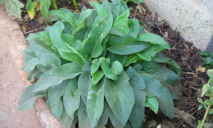 Comfrey leaves