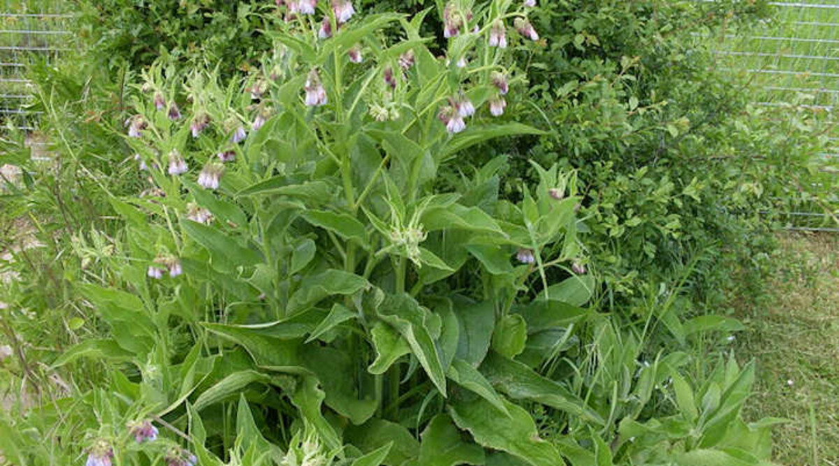 Comfrey plant