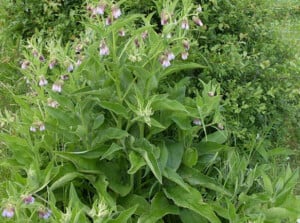 Comfrey plant